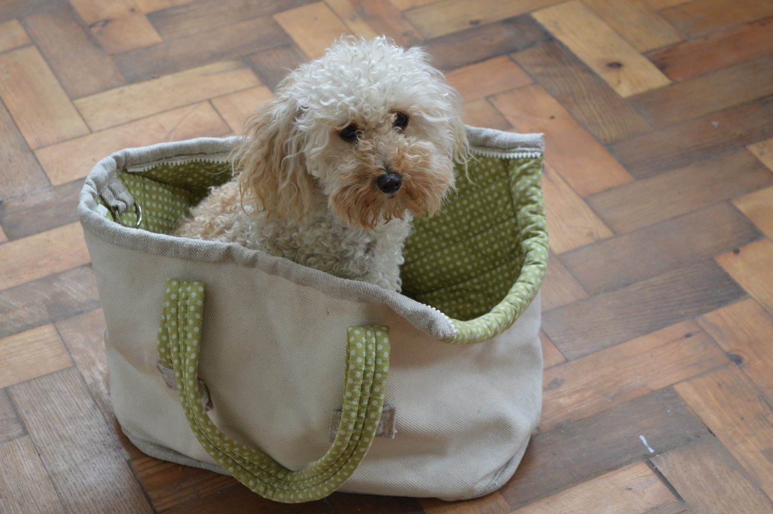 Quilted canvas dog carrier tote bag